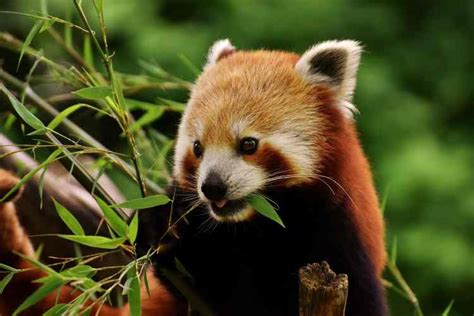 International Red Panda Day 2023 Date History And Significance