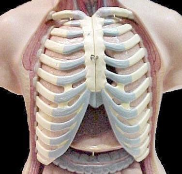 The rib cage is collectively made up of long, curved individual. Design Context: Manta Rays and Skeletons