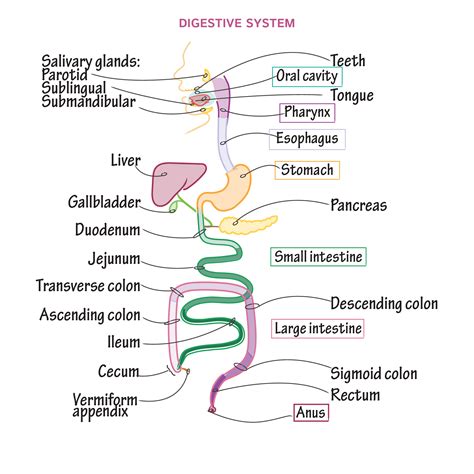 Gross Anatomy Glossary Digestive System Overview Draw It To Know It