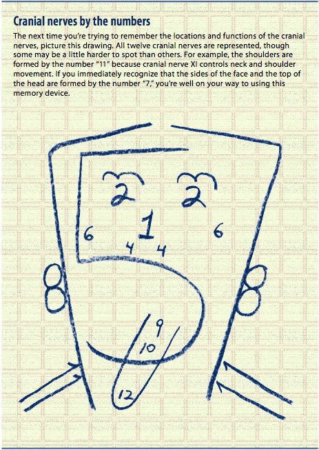 List Of Cranial Nerves In Order K Kclub 2017