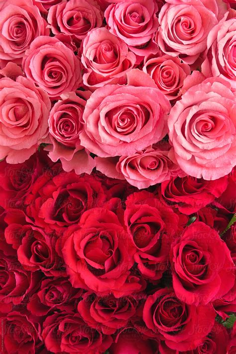 Pink And Red Roses Bouquet Background Del Colaborador De Stocksy