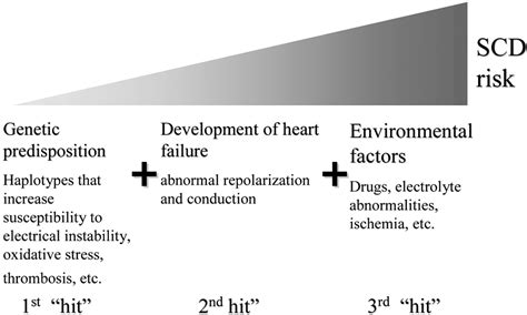 What Causes Sudden Death in Heart Failure? | Circulation Research