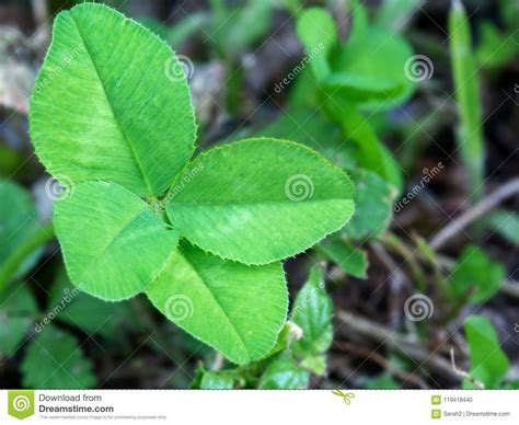 Four Leaf Clover On Plant In Lawn Lucky Charm Stock Photo Image Of