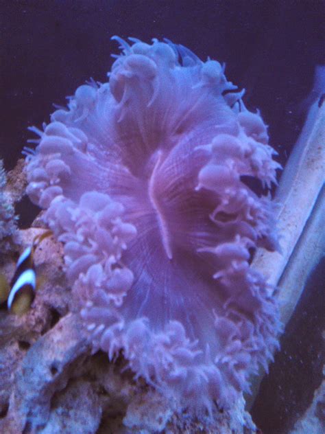 Selera makan mereka terhadap algae akan berkurang jika terlalu sering diberikan makanan komersial. HOBY IKAN DAN BATU: AQUARIUM AIR LAUT UNTUK PEMULA 1
