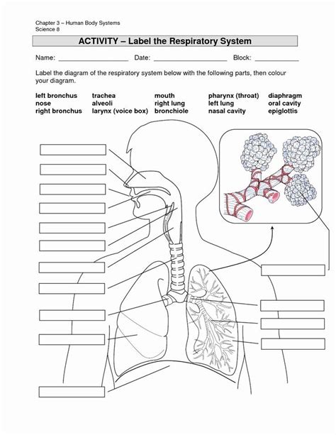 The Respiratory System Worksheet New Respiration The Respiratory System