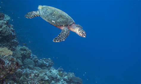 How Wwf Protects Sea Turtle Species Across The Pacific Stories Wwf