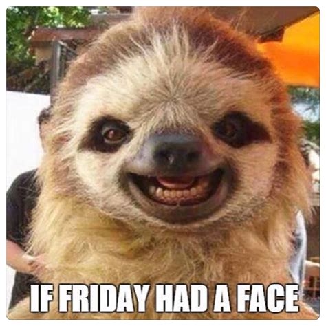Pin By Sandra Nilsen On Happy Friday Sloths Funny Funny Animals