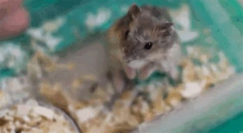 Hamsters Faking Their Deaths Are Only Acting On Instinct The Dodo
