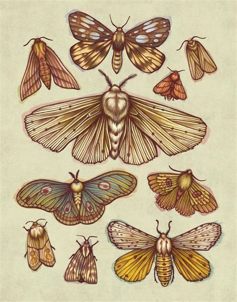 Moths An Art Print By Kate Ohara Moth Art Print Moth Art Insect Art