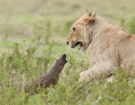 Brave Mongoose Stands Its Ground Against A Pride Of Lions When