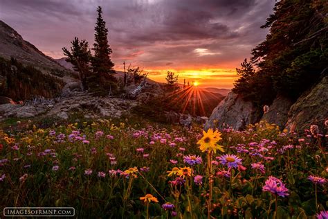 2015 Whispers In The Wilderness America August Colorado Flower