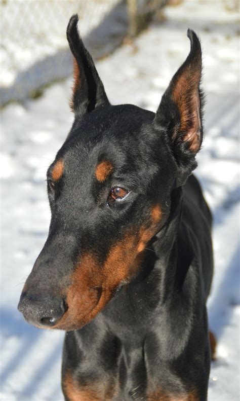 Layla Is A 4 Yr Old Female Doberman Pinscher Searching For A Forever