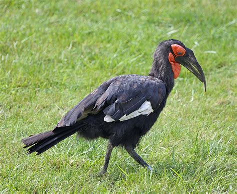 Pictures And Information On Southern Ground Hornbill