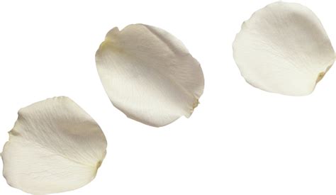 Download Hd White Flower Petals White Rose Petals Png Transparent Png
