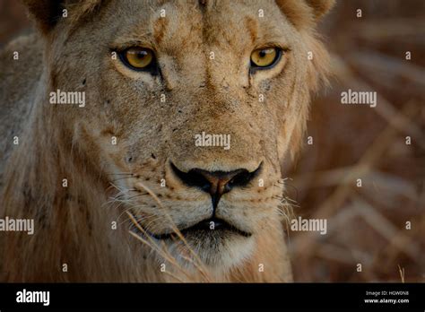 Lion Lioness Panthera Leo Portrait Ruaha National Park Tanzania