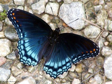 Butterfly Most Beautiful Butterfly Swallowtail Butterfly Beautiful