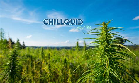 chillquid cbd cannabis e liquids großhandel für händler