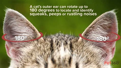 4 Amazing Facts About Your Cats Ears Youtube