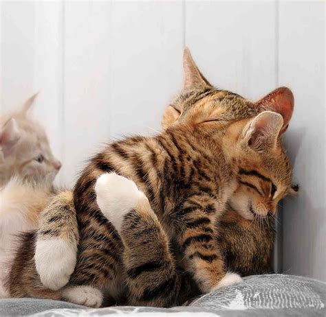 21 Of The Cutest Cats Ever Found Each One More Adorable Than The Other Viraltalks Stories