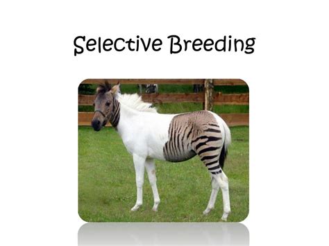Ppt Selective Breeding Powerpoint Presentation Free Download Id
