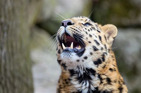 Amur Leopard Showing His Teeth Stock Photo Download Image Now