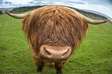 Highland Cow Up Close And Personal Jim Zuckerman Photography And Photo Tours