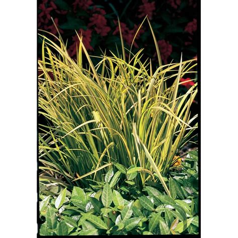 Monrovia Golden Variegated Sweet Flag In 15 Gallon S Pot In The