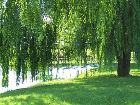 Weeping Willow I Have Always Loved Weeping Willow Trees T Flickr