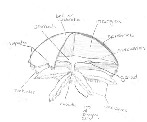 A Jellyfish Anatomy Primer By Popular Demand