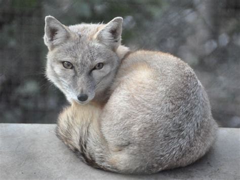 Vulpes Corsac Corsac Fox In Dierenpark Zie Zoo
