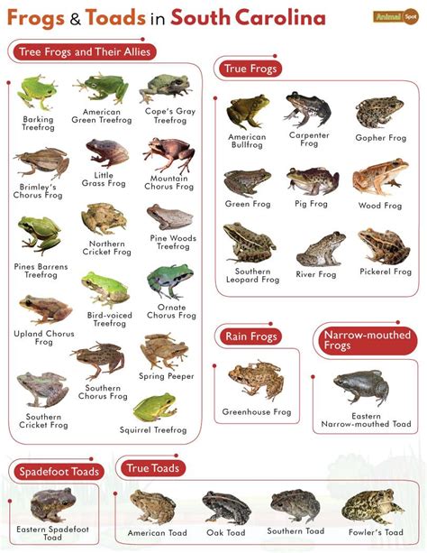 List Of Frogs And Toads Found In South Carolina With Pictures