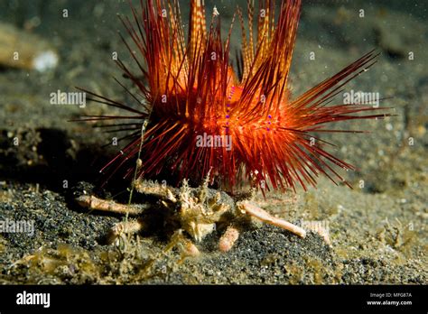 Venomous Sea Urchin Hi Res Stock Photography And Images Alamy