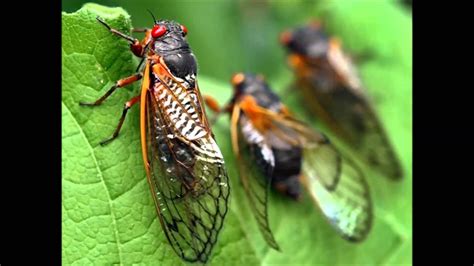 You can use them to mount videos, create music and songs, for ringtone, presentations or other work. Cicadas - Sound Effect - YouTube