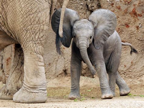 Photos Baby Elephant Debuts At Reid Park Zoo