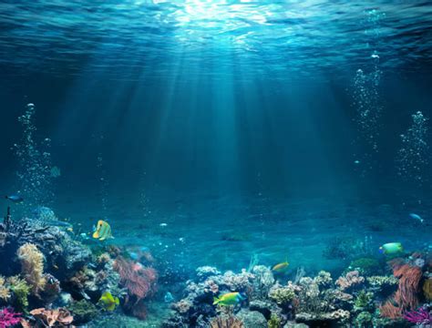 Underwater Stock Photos Pictures And Royalty Free Images Istock