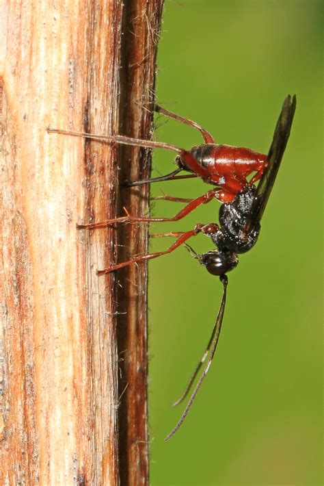 Ichneumon Wasp Ovipositing Reifel Refuge Delta British Flickr