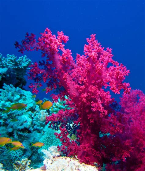 Coral Polyps Are Translucent The Brilliant Colors Come From The