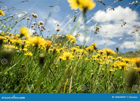Wind Blowing Through Flower Grass At The Top Of Mountains Stock Image