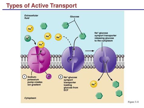 Active Transport Types Complete Can Continuation Read Posts Related To