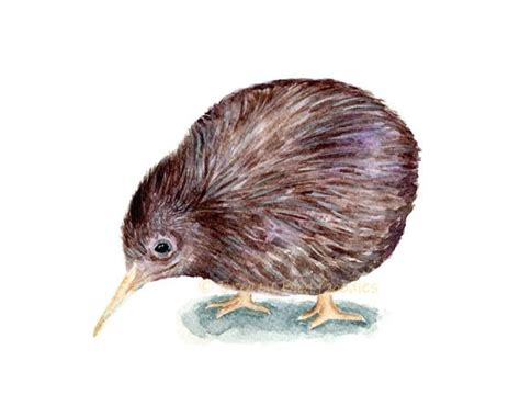 Vogel Bild Kiwi Vogel Zeichnung