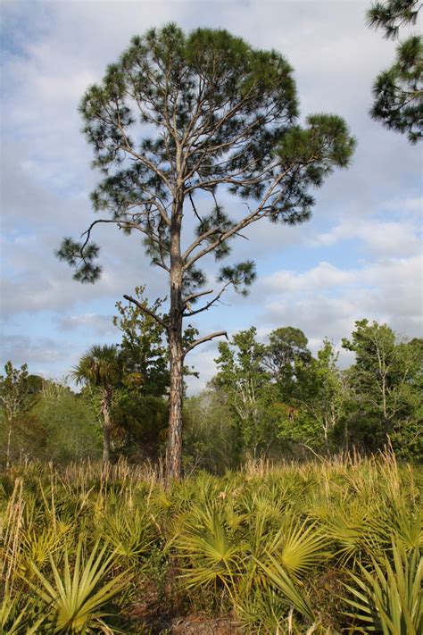 Pinus Elliottii Slash Pine Southern Florida Pine Swamp Pine Yellow