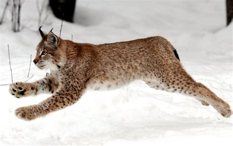Wallpaper Snow Winter Wildlife Whiskers Lynx Puma Wild Cat