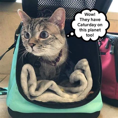 Additional caturday related memes and what is better than your favorite feline than a compendium of caturday memes. They even have songs about it - Lolcats - lol | cat memes ...