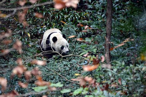 Bei Bei Arrives At Giant Panda Base In Chinas Sichuan Province