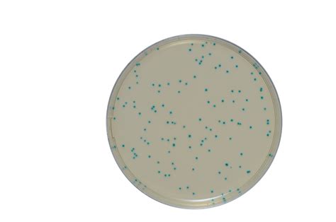 Listeria Monocytogenes Chromogenic Media Biomérieux