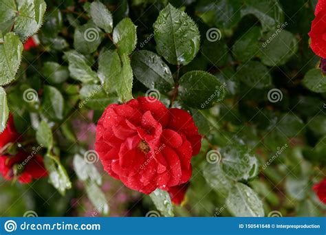 Beautiful Blooming Red Rose Bushes In A Garden Flowers Of Red Roses