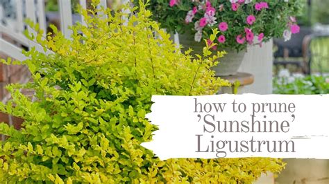 How To Prune ‘sunshine Ligustrum From Southern Livinggreat Color