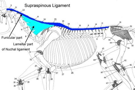 The ligamentum nuchae are very strong. En die ene wervel is verbonden met... | Masja Fick