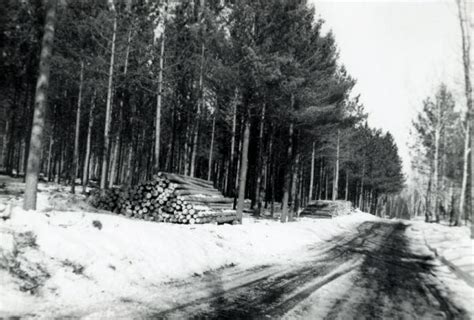 Log Piles At Stony Hill At Brule River State Forest Photograph