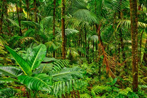 Free Images Leaf Flower Green Jungle Botany Flora Vegetation